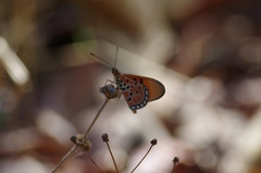 Acraea acrita acrita