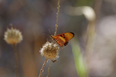 Acraea acrita acrita