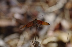 Acraea acrita acrita