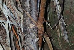 Chaetolopha incurvata