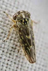 Idiocerus herrichii