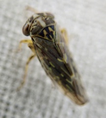 Idiocerus herrichii