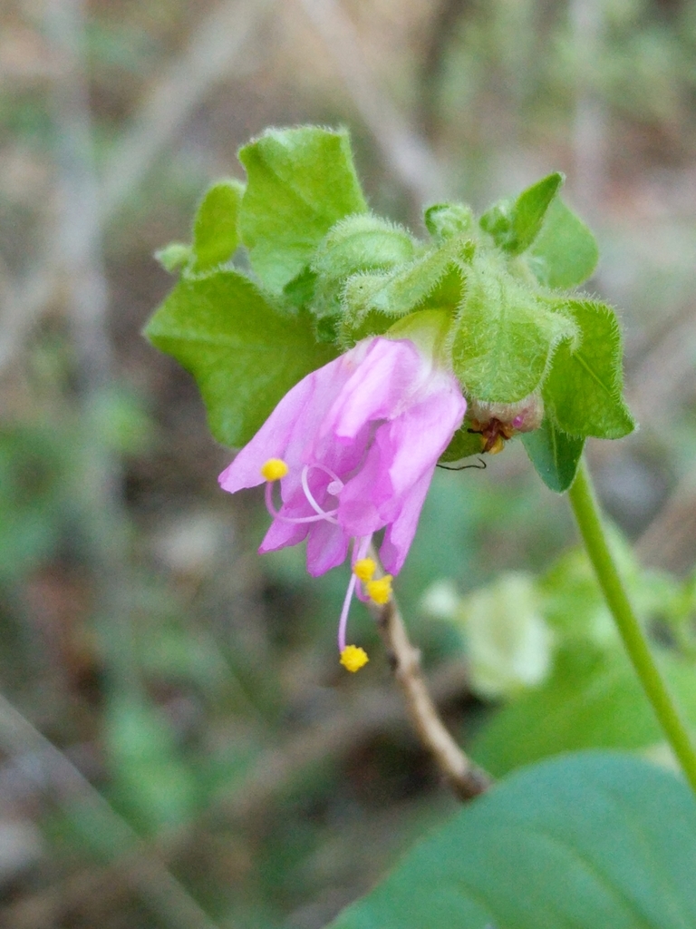 Four o'clock flower