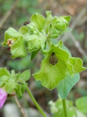 Mirabilis latifolia