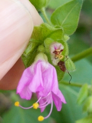 Mirabilis latifolia