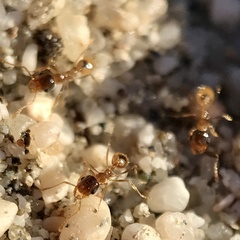 Pheidole pilifera