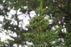 Tsuga diversifolia