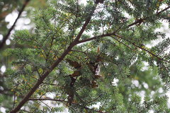 Tsuga diversifolia