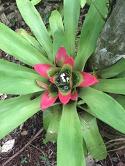 Nidularium innocentii