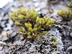 Lewinskya elegans