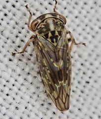 Idiocerus herrichii