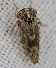 Idiocerus herrichii