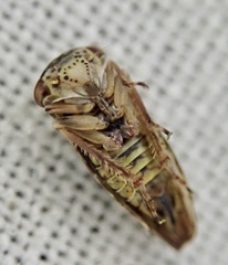 Idiocerus herrichii