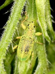 Polydrusus planifrons