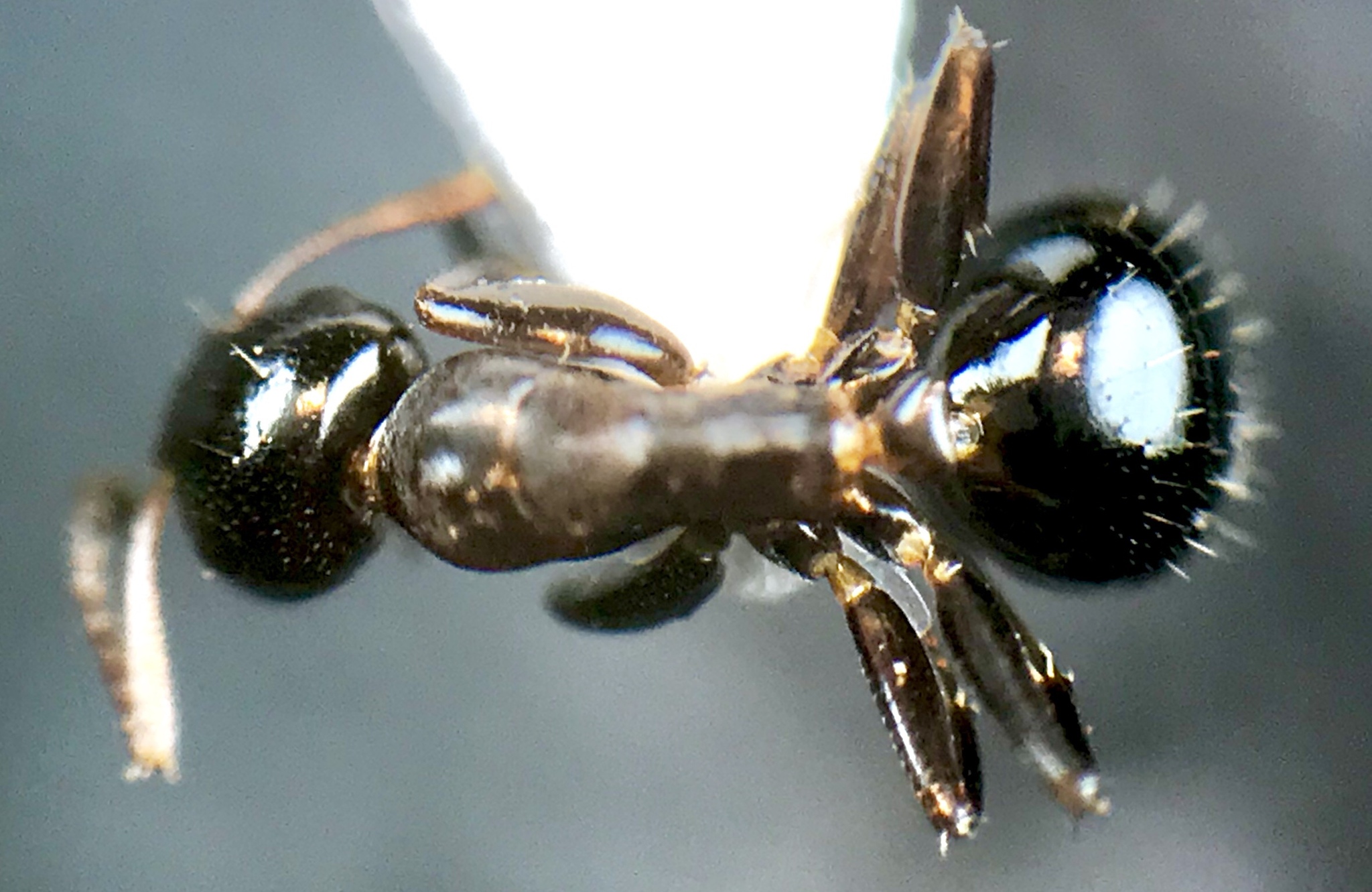 Colobopsis mississippiensis