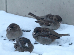 Passer domesticus