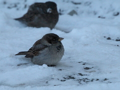 Passer domesticus