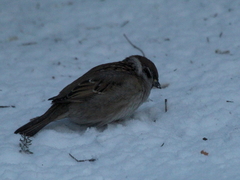 Passer montanus