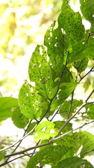 Glochidion zeylanicum