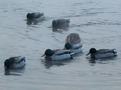 Anas platyrhynchos