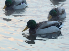 Anas platyrhynchos