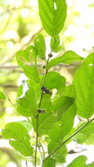 Glochidion zeylanicum