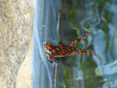 Phrynomantis annectens