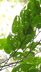 Glochidion zeylanicum