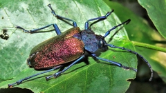 Pyrodes nitidus