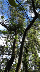 Glochidion zeylanicum