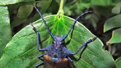 Pyrodes nitidus