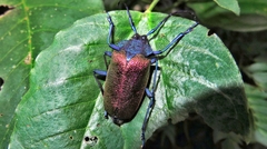 Pyrodes nitidus