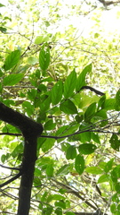 Glochidion zeylanicum