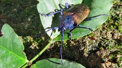 Pyrodes nitidus
