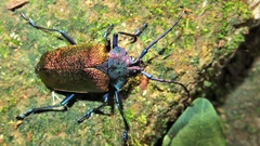 Pyrodes nitidus