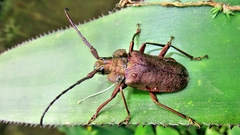 Pyrodes nitidus