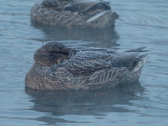 Anas platyrhynchos