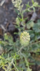 Lepidium virginicum