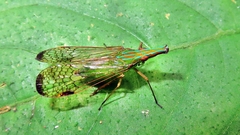 Paralappida limbativentris