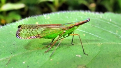 Paralappida limbativentris