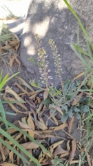 Lepidium virginicum
