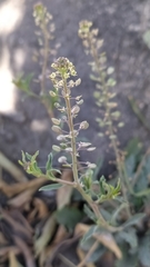 Lepidium virginicum