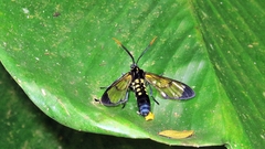 Isanthrene incendiaria