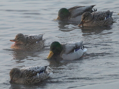 Anas platyrhynchos