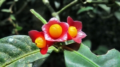 Psychotria nuda