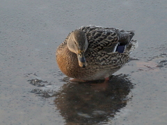Anas platyrhynchos