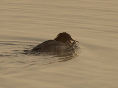 Mergus merganser