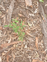 Desmodium rhytidophyllum