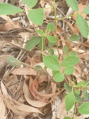 Desmodium rhytidophyllum