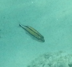 Haemulon scudderii